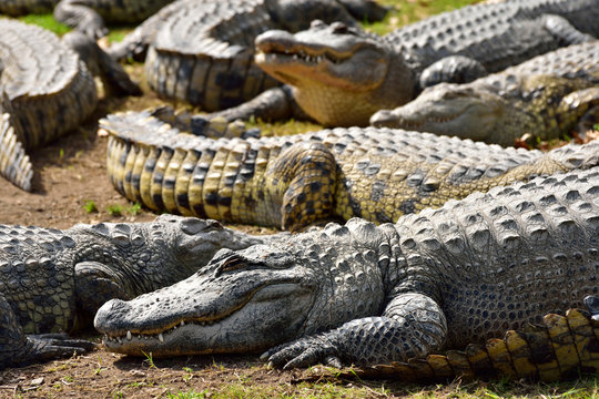Group of crocodiles in crocodile farm Hamat Gader in Israel.