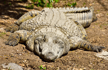  Crocodile on the ground in the crocodile farm in Hamat Gader in Israel.