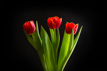 Red tulips on black background