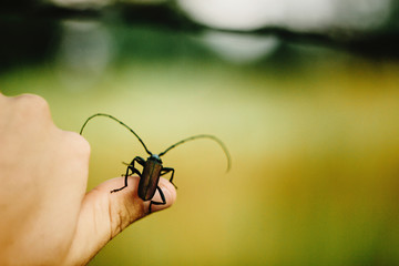 beautiful big Monochamus on humans hand finger in sunny spring m