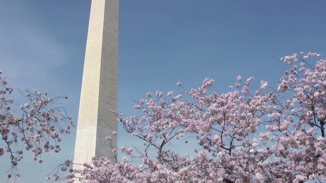 Washington Monument and cherry blossoms