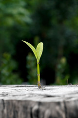 New tree growth up on dead tree as business concept can be success