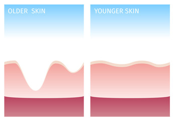 collagen and skin
