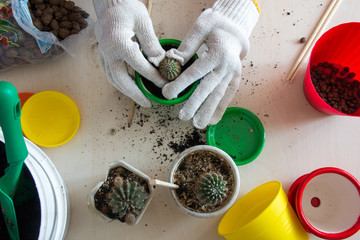 arms cactus plant in a pot top view