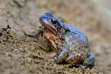 Common frog (Rana temporaria). Colourful amphibian in the family Ranidae, gravid female ready to lay eggs