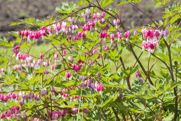 Wild flowers in Minsk a botanical garden, Belarus