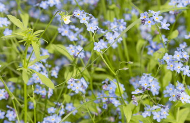 Forget-me-not. A background from many beautiful Myosotis arvensi