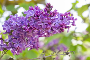 Blossoming Syringa vulgaris in Minsk a botanical garden, Belarus