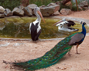 Obraz premium Pelicans and Peacock in Adelaide Australia