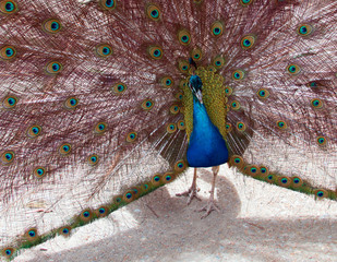 Obraz premium Peacock in the Mountains near Adelaide Australia