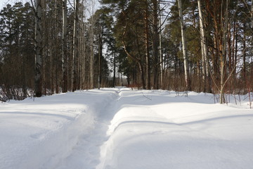 Дорожка в снегу между деревьями зимним солнечным днем