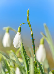 Obraz premium Schneeglöckchen mit Morgentau im April. Raureif und Regentropfen morgens im Frühling