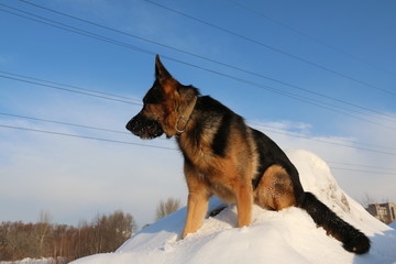 Собака немецкая овчарка на снежном холме на фоне голубого неба зимой