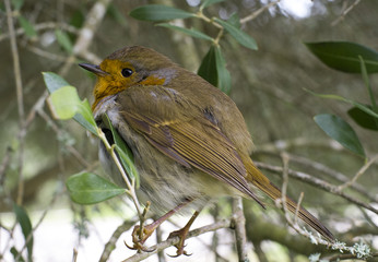 robin bird on a tree branch wildlife