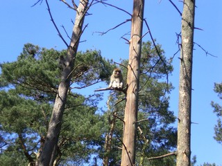 Affe auf Baum