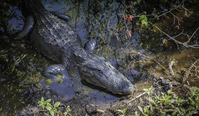 Alligator and Babies in a swamp in Florida