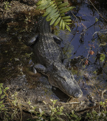 Alligator in a swamp in Florida