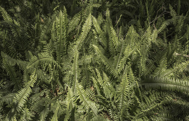 Field of Ferns