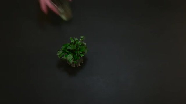 Parsley and Olive Oil on a Black Table