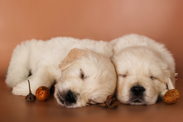couple of adorable sleeping puppies