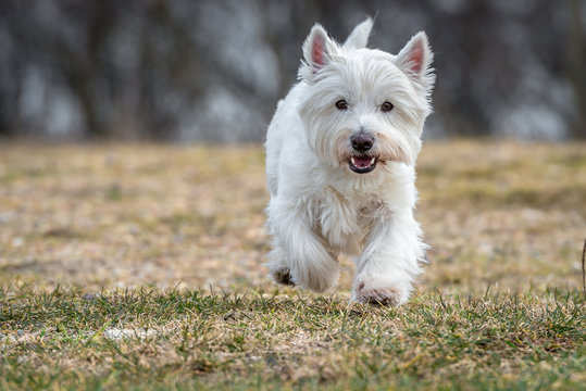 Westi - West Highland White Terrier im Sprint auf einer Wiese