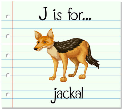 Flashcard letter J is for jackal