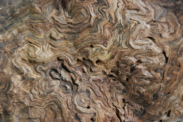 Abstract wood texture