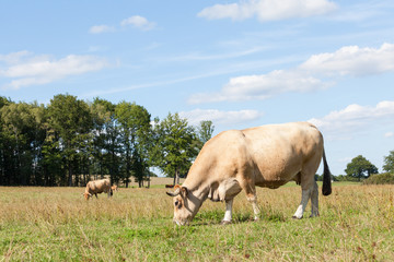 Tan Aubrac beef cow  with lyre shaped horns grazing in a sunny summer pasture, close up side view with copy space