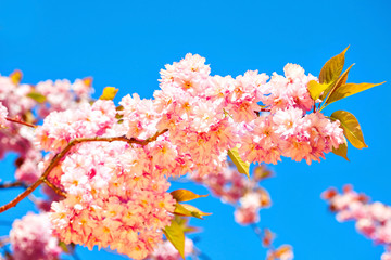 Beautiful pink blossoms of a plum tree