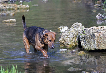 Boxer Shepherd mixed breed dog walking in a creek. 