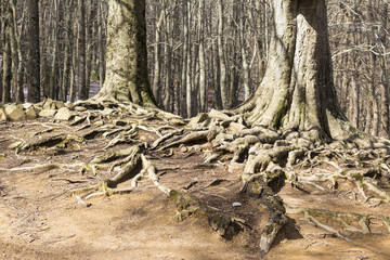 Big trees roots