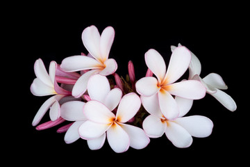 Fototapeta na wymiar Pink and white frangipani flowers with black background