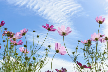 コスモス畑　空