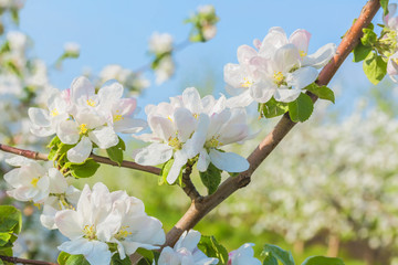 Flowering branch of apple tree in the spring orchard