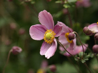 シュウメイギク