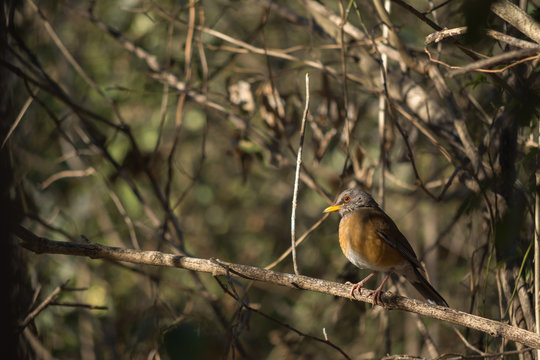 Un pájaro espera en la rama para salir a comer.