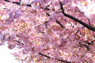 Pink cherry blossoms in spring
