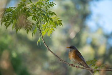 El pájaro posa en la rama con hojas verdes.