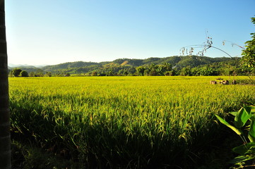 Fototapeta na wymiar Rice Paddy Fields in Green Season