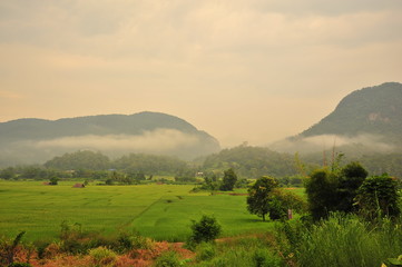 Rice Paddy Fields in Green Season