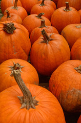 pumpkin patch in the autumn