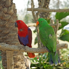 eclectus parrot (eclectus roratus)
