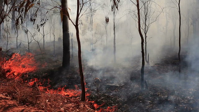 Bush fire burns through forest floor