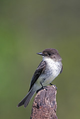 Eastern Phoebe (Sayornis phoebe