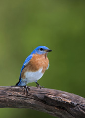 Eastern Bluebird (Sialia sialis)