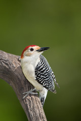 Male Red bellied Woodpecker (Melanerpes carolinus)