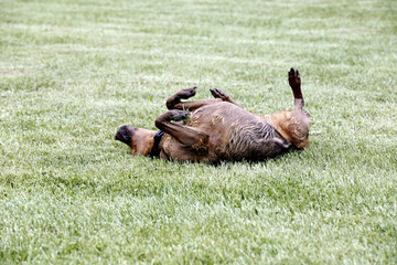 Boxer Shepherd mixed breed dog rolling in grass