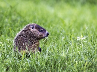 Baby Woodchuck (Marmota monax) grazing on grass and weeds.