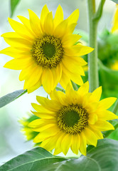 Two sunflowers in the spring sunshine together with two loud flowers towards the sun and happy together symbolizes happiness, spend time together
