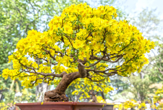 Với những tấm ảnh đầy mơ mộng của hoa hoa mai vàng, bạn không thể bỏ qua. Hãy thưởng thức vẻ đẹp hoang sơ của loài hoa này, mang đến cho bạn một cái nhìn tuyệt vời về mùa xuân và tình yêu đối với thiên nhiên.